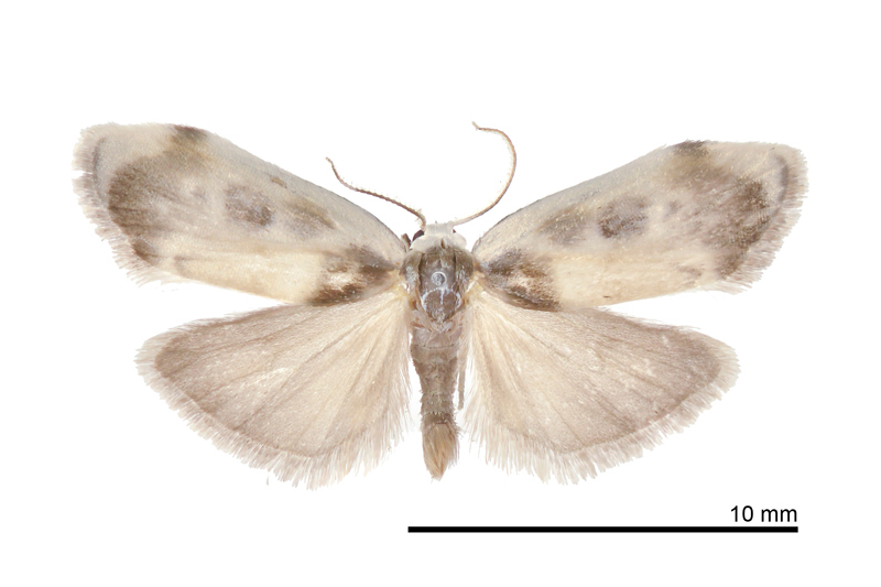 Eucyclopera sp. nov. Male